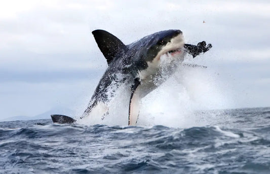 Stay-Informed-About-Shark-Safety-What-Beachgoers-Need-to-Know Everythings Beachy